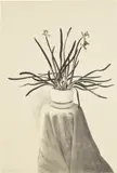 David Hockney, Potted Daffodils (T.G. 259; M.C.A.T. 237), 1980, Lithograph, on cream BFK Rives paper, the full sheet