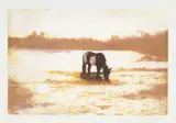 Peter Doig, Pinto, from 100 Years Ago