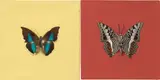 Love, Love by Damien Hirst, 2005, Unique diptych, comprised of butterflies and household gloss on canvas, sold Jan 2021