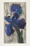 William Kentridge, Dutch Iris, 1996, Etching and aquatint in colours, on BFK Rives paper, with full margins