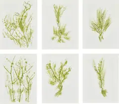 Giuseppe Penone, Trentatré Erbe (Thirty-three Herbs), 1989, The complete set of 33 lithographs in colours, on light wove paper, the full sheets, with colophon, title page and original green fabric-covered portfolio boards with printed artist's name and title