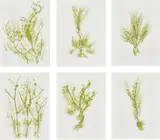 Giuseppe Penone, Trentatré Erbe (Thirty-three Herbs), 1989, The complete set of 33 lithographs in colours, on light wove paper, the full sheets, with colophon, title page and original green fabric-covered portfolio boards with printed artist's name and title