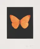 Hope, from Butterfly Etchings by Damien Hirst, 2009, Etching and aquatint in colours, on wove paper, with full margins, sold Jun 2021