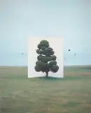Myoung Ho Lee, Tree #2, 2006, Archival pigment print, mounted