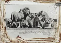 Peter Beard, Lion Pride near Ndutu, Southern Serengeti – with Richard Bell, 1976, Unique work, comprising a gelatin silver print with ink, blood and an affixed gelatin silver print, executed later