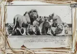 Peter Beard, Lion Pride near Ndutu, Southern Serengeti – with Richard Bell, 1976, Unique work, comprising a gelatin silver print with ink, blood and an affixed gelatin silver print, executed later