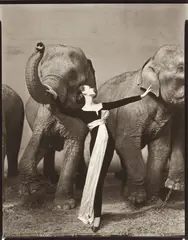 Dovima with elephants, Evening dress by Dior, Cirque d’Hiver, Paris, August by Richard Avedon, 1955, Gelatin silver print, printed later, sold May 2021