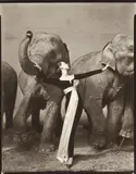Richard Avedon, Dovima with elephants, Evening dress by Dior, Cirque d’Hiver, Paris, August