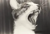 Masahisa Fukase, Sasuke!! My Dear Cat, 1978, Gelatin silver print