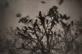 Masahisa Fukase, Kanazawa from Ravens, 1977, Gelatin silver print