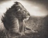 Lion Before Storm, Sitting Profile, Maasai Mara by Nick Brandt, 2006, Archival pigment print, sold May 2021
