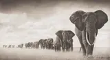 Elephants Walking Through Grass, Amboseli by Nick Brandt, 2008, Archival pigment print, sold May 2021