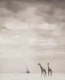 Giraffes with Dust Devil, Amboseli by Nick Brandt, 2007, Archival pigment print, sold May 2021