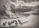 Nick Brandt, Hippos on the Mara River, Maasai Mara