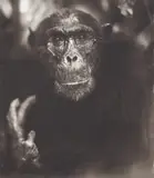 Portrait of Old Chimp with Hand II, Mahale by Nick Brandt, 2003, Archival pigment print, sold May 2021