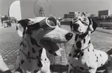 Elliott Erwitt, Yokohama, Japan (2 dogs in goggles)