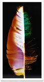 Klea McKenna, Portrait (Hybrid 1) from How Forests Think, 2014, Unique chromogenic print photogram, mounted