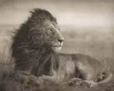 Lion Before Storm V, Maasai Mara by Nick Brandt, 2006, Archival pigment print, sold Nov 2021