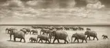 Elephant Herds Crossing Lake Bed in Sun, Amboseli by Nick Brandt, 2008, Archival pigment print, sold Nov 2021