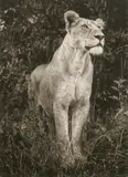 Nick Brandt, Lioness in Dark Foliage, Serengeti