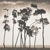 Nick Brandt, Storks in Treetops, Maasai Mara
