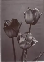 Charles Jones, Mendel Tulips, circa 1900, Gold-toned gelatin silver printing-out print