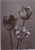 Charles Jones, Mendel Tulips, circa 1900, Gold-toned gelatin silver printing-out print