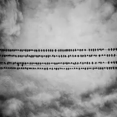 Matt Black, Birds, Tulare, California from American Geography, 2014, Archival pigment print, mounted