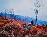 Richard Mosse, Nineteenth Century Man from Infra, 2011, Chromogenic print, mounted