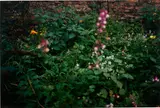 Garten by Wolfgang Tillmans, 2008, c-print, offered Oct 2021