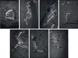 Shannon Ebner, Incendiary Distress Signals, 2011, c-print, in 7 parts