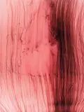 Freischwimmer 27 by Wolfgang Tillmans, 2003, c-print, offered Oct 2020