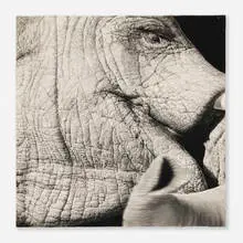 Sambo by Joseph Stashkevetch, conté crayon on paper, sold Dec 2025