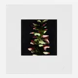 Donald Sultan, Acanthus (from the Fruits and Flowers III series), 1992, screenprint in colors on Somerset
