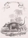 Giuseppe Maria Terreni, Opussum, Black and white engraving from the Gazettiere Americano, 1763