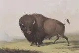 George Catlin, Buffalo Bull Grazing, Colored lithograph, later printing