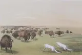 George Catlin, Buffalo Hunt, Colored lithograph, later printing