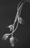 Kenro Izu, Floral Still Life, Platinum palladium print