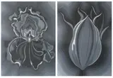 Lowell Blair Nesbitt, Untitled, BLOSSOMS IN BLACK AND WHITE: TWO WORKS, each signed, dated 1980, and numbered 105/200 and 68/200 in pencil lower margin