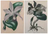 S. Holden, Orchids, Together with a color lithograph of irises "Oncidium Crishum"