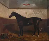 Benjamin Cam Norton, "Kitty", Oil on canvas