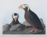 John James Audubon, Tufted Puffin, Plate CCXLIX, hand-colored etching and aquatint by R