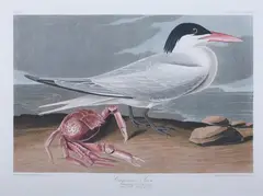 John James Audubon, Cayenne Tern, Plate CCLXXIII, hand-colored etching and aquatint by R