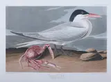 John James Audubon, Cayenne Tern, Plate CCLXXIII, hand-colored etching and aquatint by R