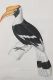 Elizabeth Gould, Buceros Cavatus, Hand-colored lithograph, printed by C