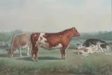 John Stokes, Cows Feeding in Clearing, Watercolor
