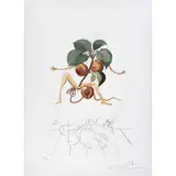 Abricot chevalier, de la carpeta Flordali, Les fruits (Chabacano caballero, del a carpeta Flordali, Las frutas), 1969/70 by Salvador Dalí, Litografía y grabado 116 / 125, offered Oct 2022