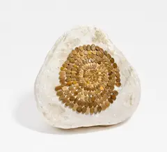 Auktion 432, Los 580 by Mary Bauermeister, Steinspirale auf weißem Stein, sold Jun 2019