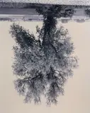 Rodney Graham, Willow, Mullem (from the series Flanders Trees)