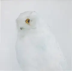 Untitled, No. 7 by Roni Horn, 1998, Iris print on Somerset paper, sold Dec 2020